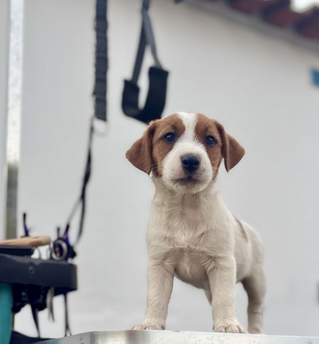 Cachorrinho Jack Russell Terrier c/ Afixo e LOP