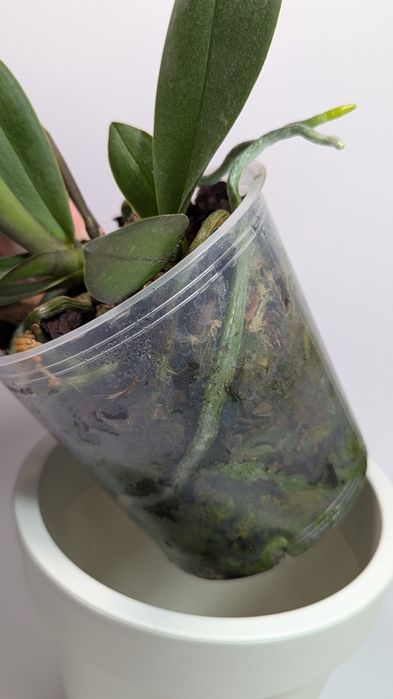 Орхідея триліпс 2 рослини в горщику.