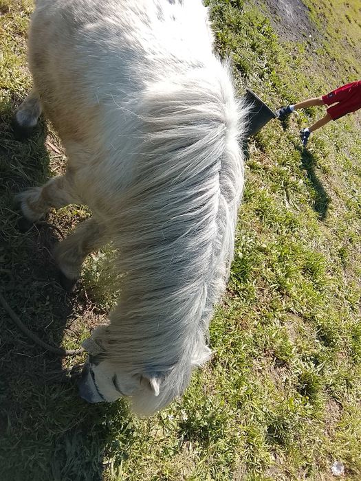 Vendo ponei ler descrição