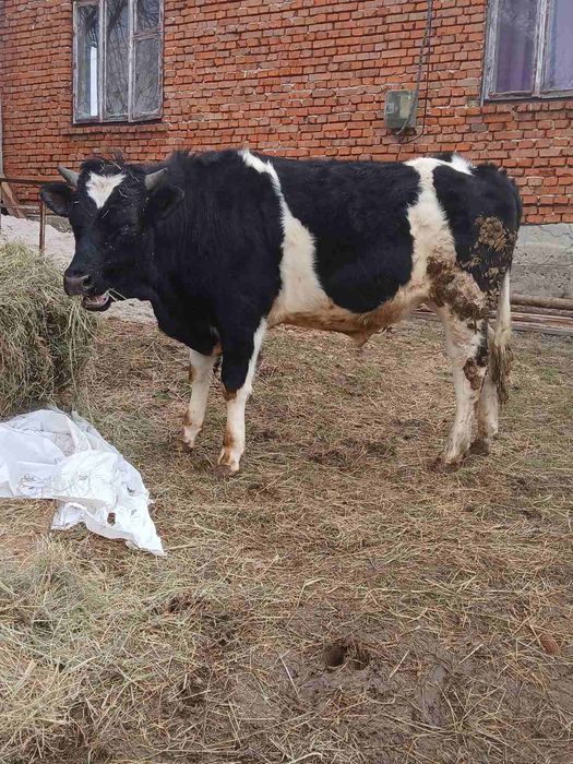 Бик для спарювання