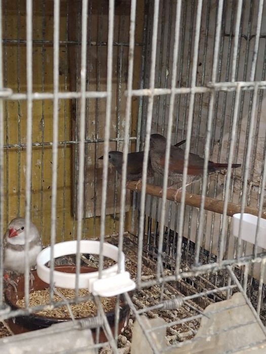 Femea de pitylia asa vermelha