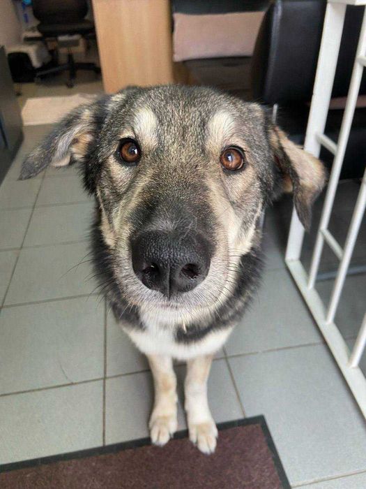 Віддаємо собаку Лайку дівчинка 1,5 років. Не на ціпок