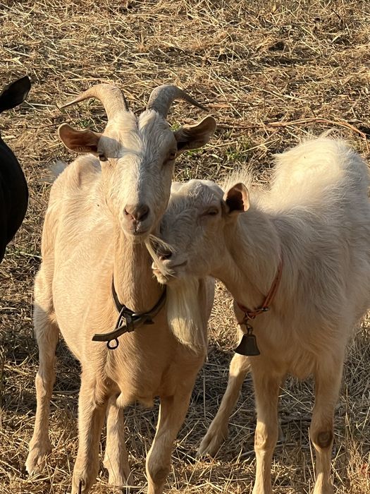 Casal de cabras