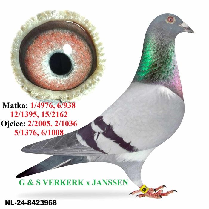 Gołębie pocztowe młode 2025 G. & S Verkerk - Gebr. Janssen