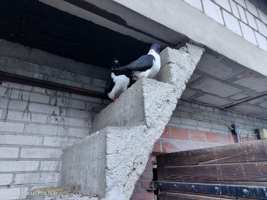 Gołębie rasy strasery.