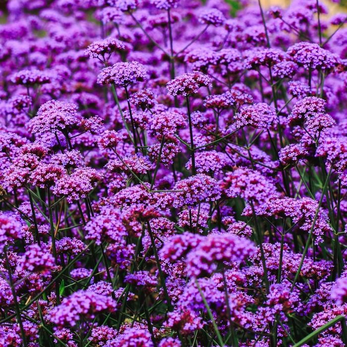 Werbena patagońska – HIT ogrodów -sadzonki