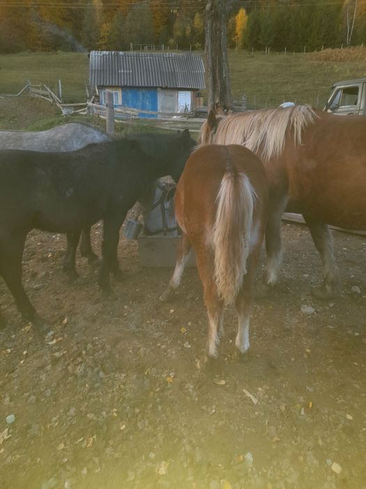 Продаж коней та лошат