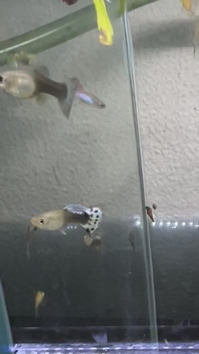 Guppys de varias especies