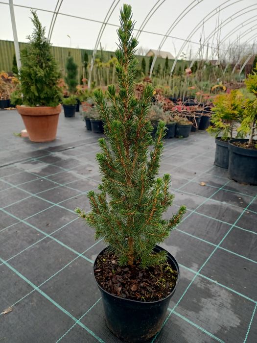 Жива  ялинка Коніка 'Conica'