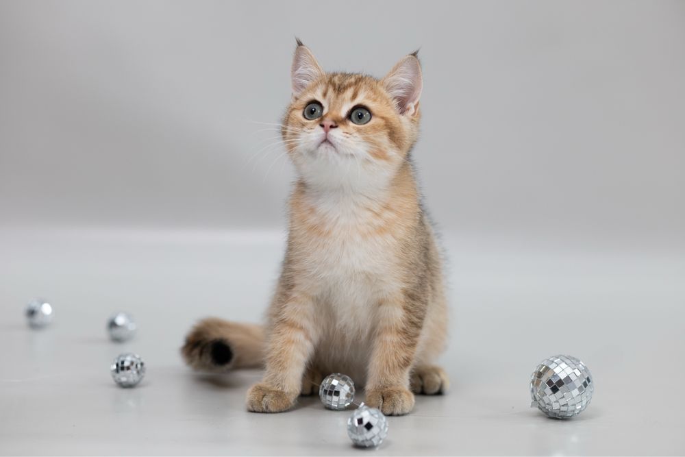 Увага!!!ціну знижено!!! Котики золоті шиншили