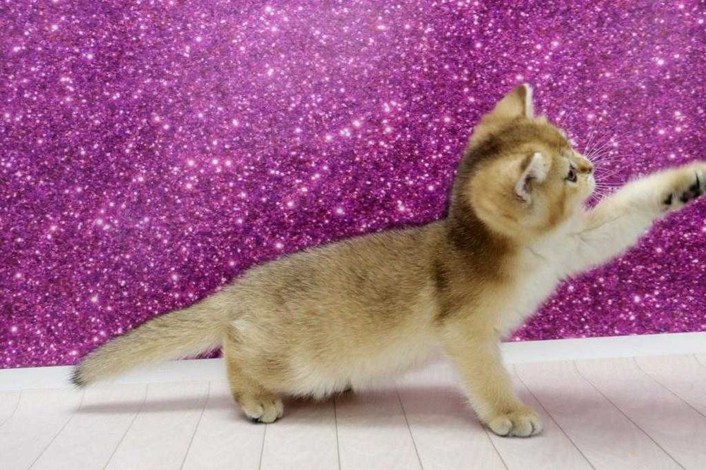 Яскравий золотий британчик красень