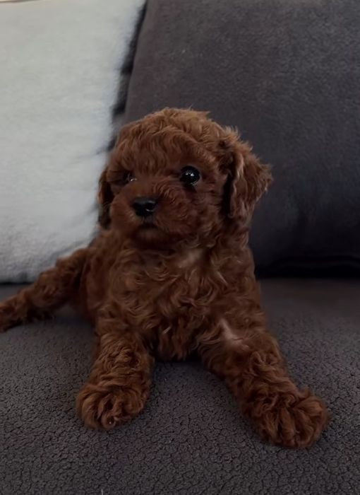 Той пудель насичений ред Браун