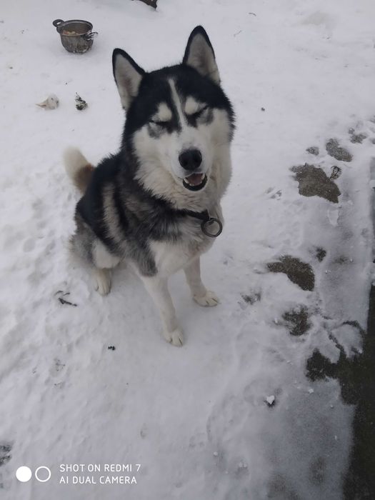 (ТЕРМІНОВО!)Собака породи Хаскі.