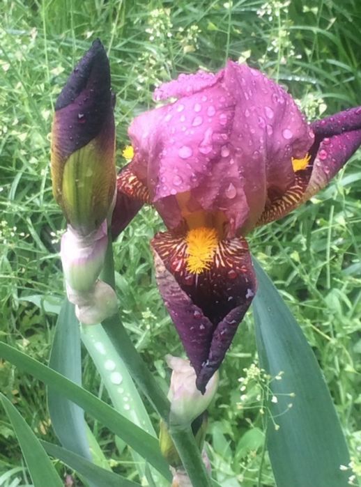 Ірис старі сорти квіти півники