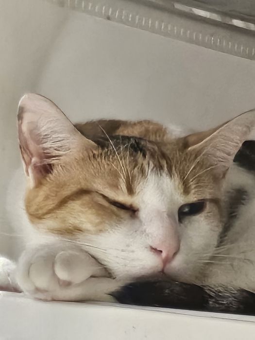 Gata para adopção