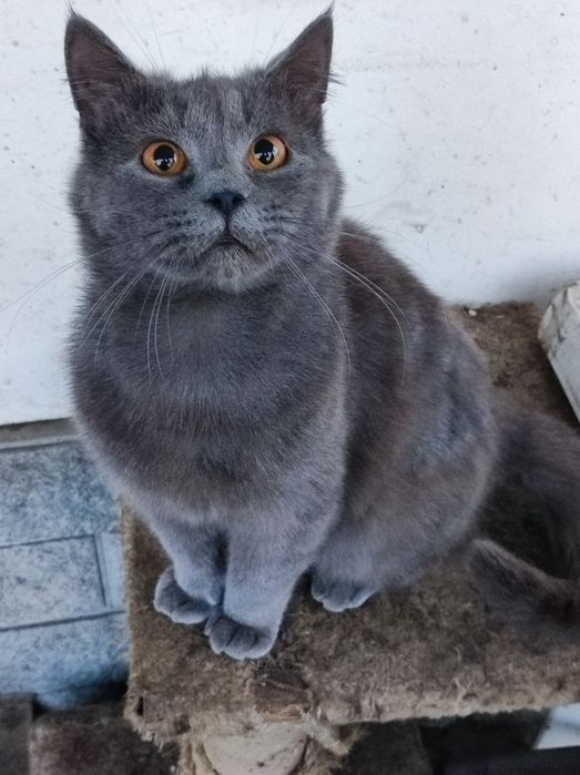 Котик Майкл. Британец, возраст 1,5 года.