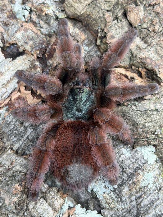 Pająk ptasznik Caribena versicolor duża samica
