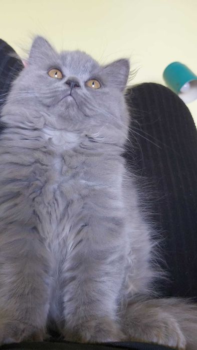 Коти киця шотландська голуба скотіш страйт