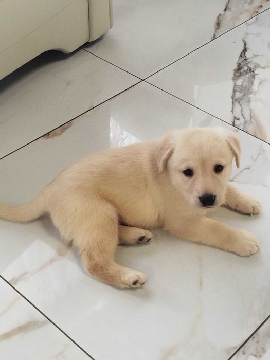 Labrador szczenię tel.-5.7.5.3.0.2.0.3.9.