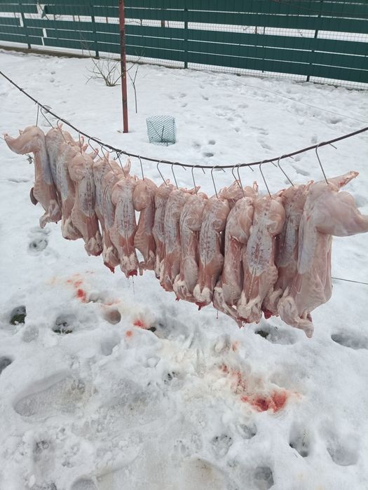Панон...Продам кріля,крілицю,молодняк, м'ясо кріляПанон на плем'я