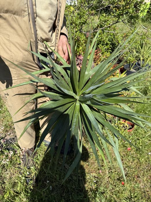 Yucca gloriosa ornamental