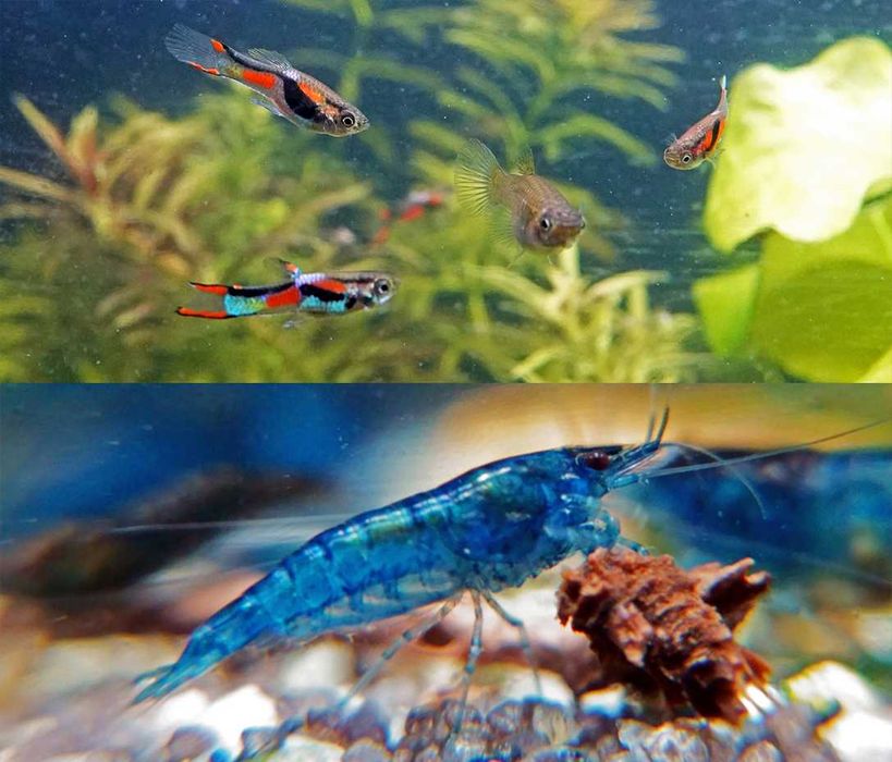 Pstrokate Gupiki Endlera Blackbar 5 szt krewetki niebieskie 5 szt