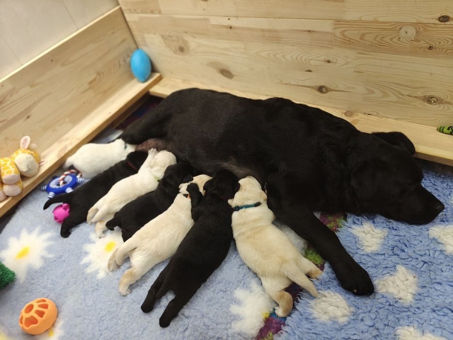 Labrador Retriever suczka