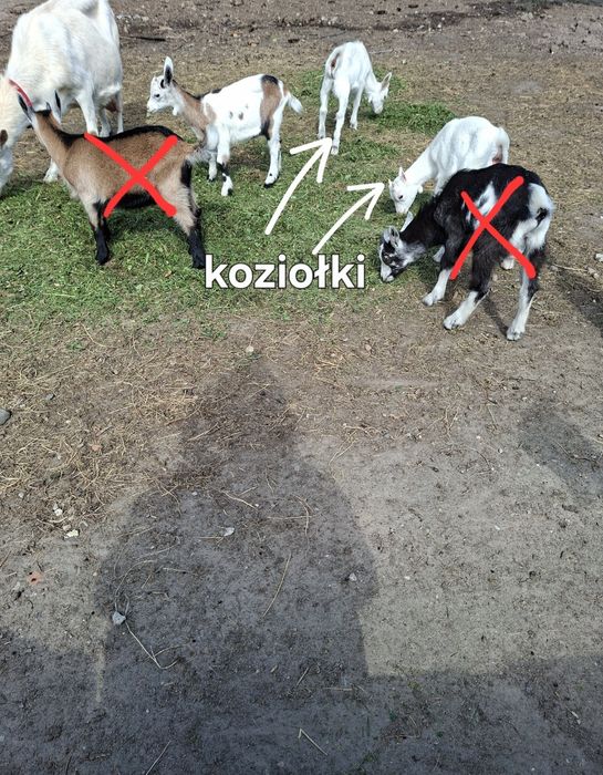 Kózki i koziołki