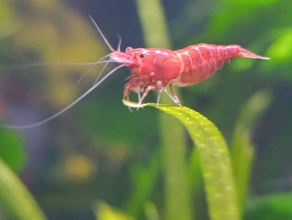 Krewetki red cherry pięknie wybarwione