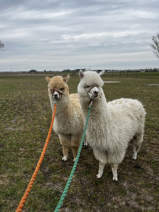 Alpaka młode samczyki 2025