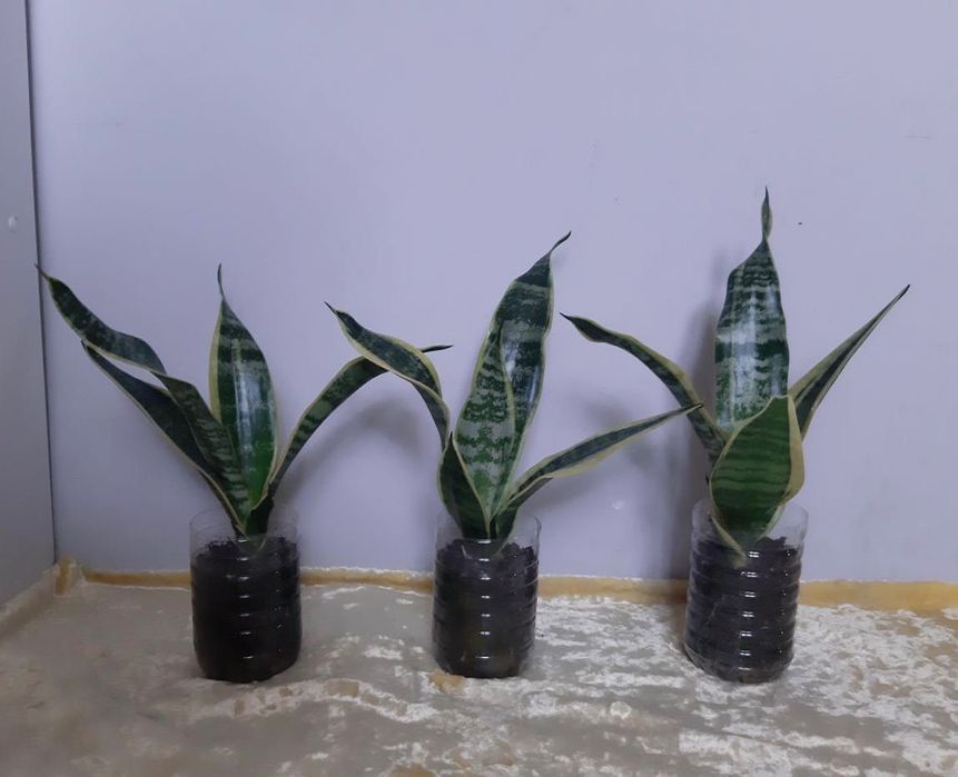 Сансевьерия с жёлтой каймой