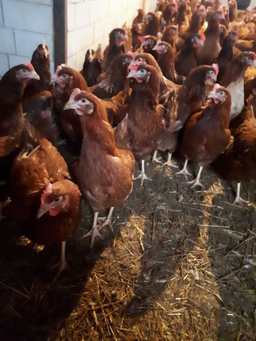 Kury nioski młode Rosa Messa Leghorn z jajkiem z wolnego wybiegu.