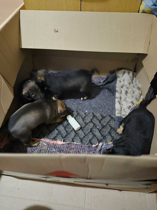 Цуценята 1 місяць