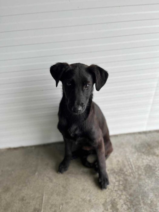 Bambi - Jovem para Adopção