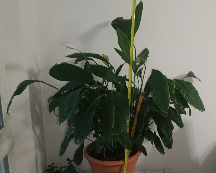 Skrzydłokwiat roślina żywa