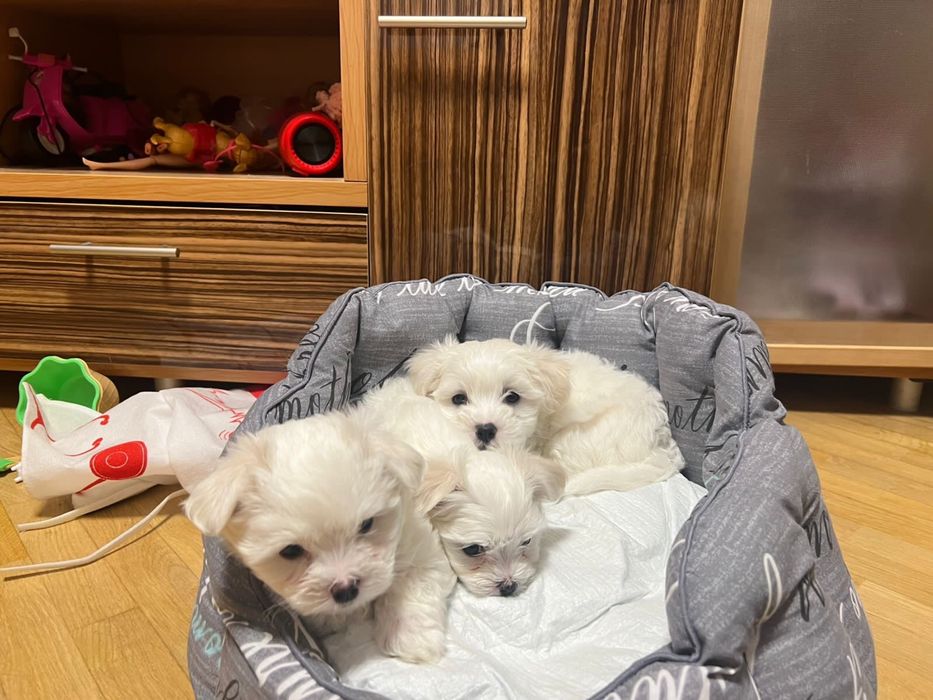 Вязка мальтійська болонка,Мальтезе