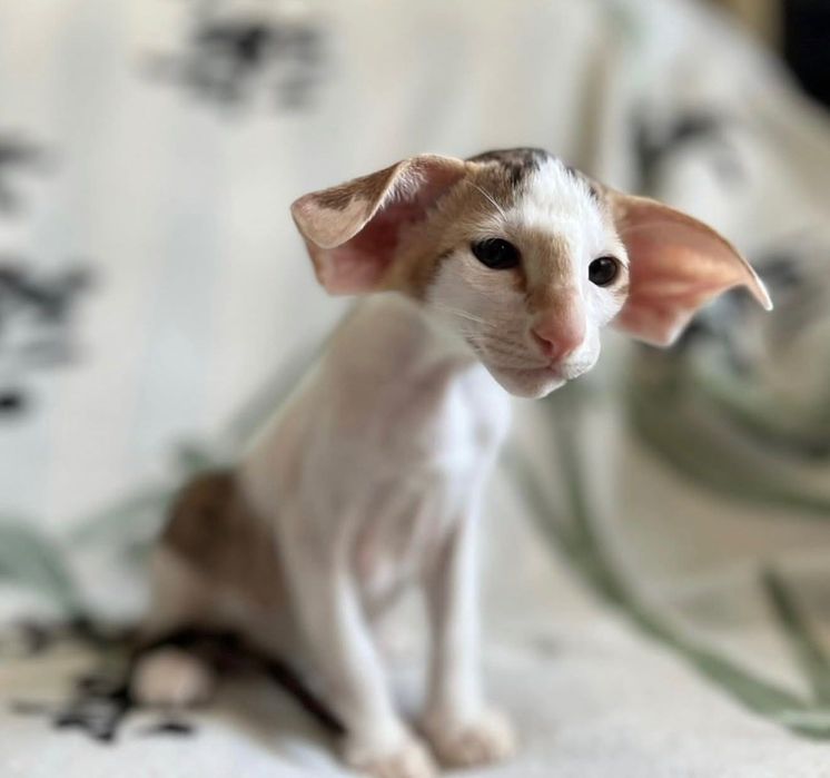 Орієнтальний хлопчик Кошеня