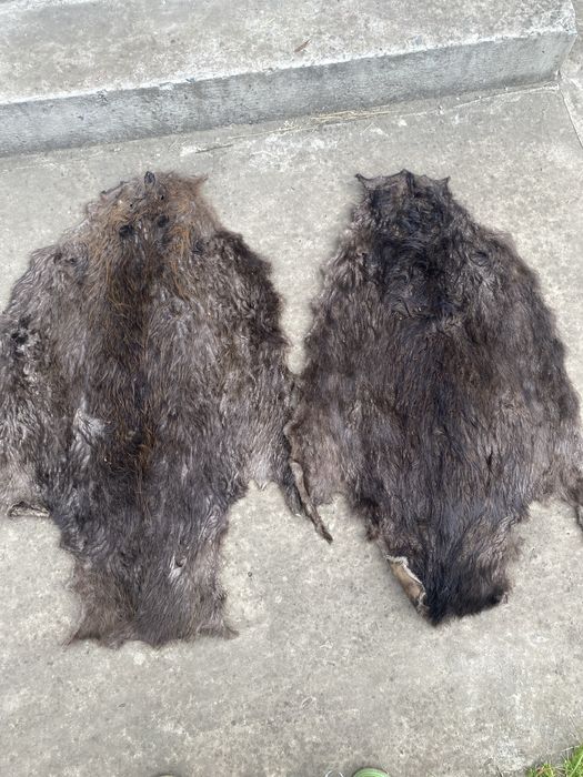 Шкіра бобра бобер