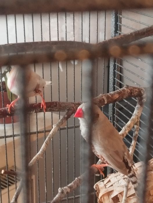 Zeberki- kolorowe samce