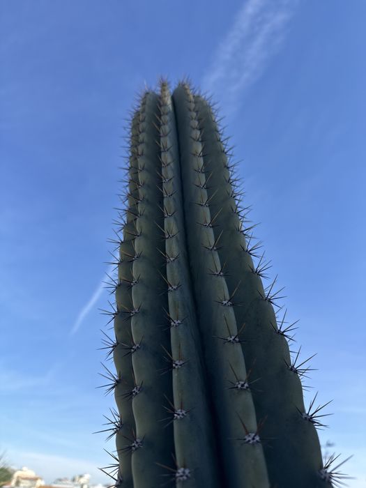 Cactus de mandacaru