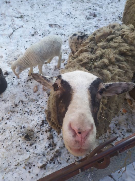 Продам вівці Прекус, Романівські