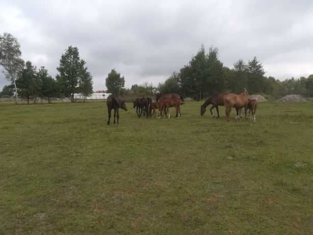 Sprzedam konie w różnym wieku