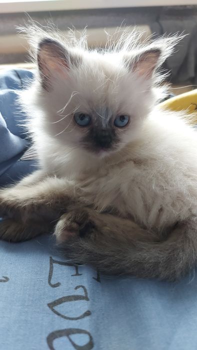 Котенятка Регдол Ragdoll
