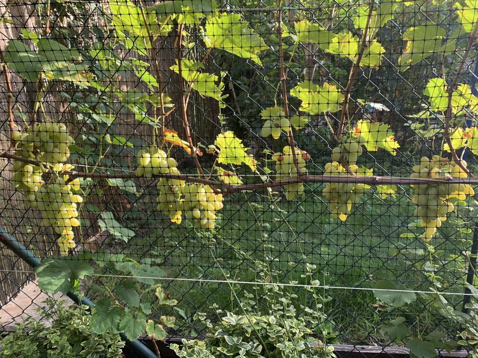 Sadzonki winogrona ukorzenione - białe, różowe duże, smaczne - 10 zł