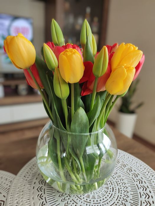 Tulipan cięty, kwiat żywy