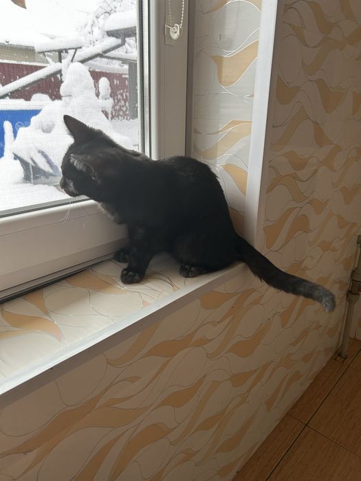 Котик-хлопчик чорний безкоштовно