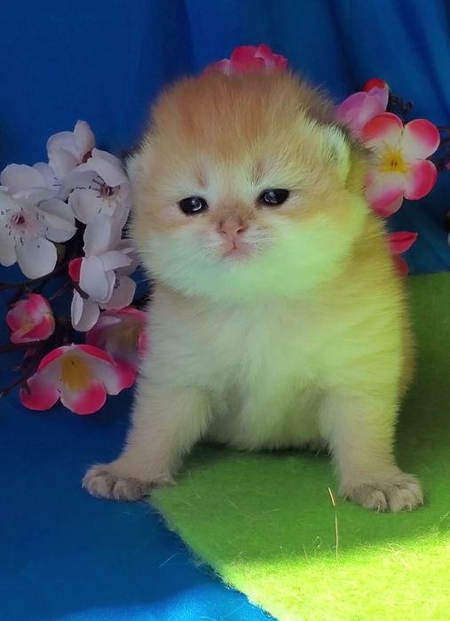 Очень нежные лапульки, ручные котята золотая шиншилла
