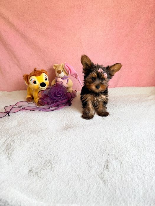 Yorkshire Terrier Fêmea