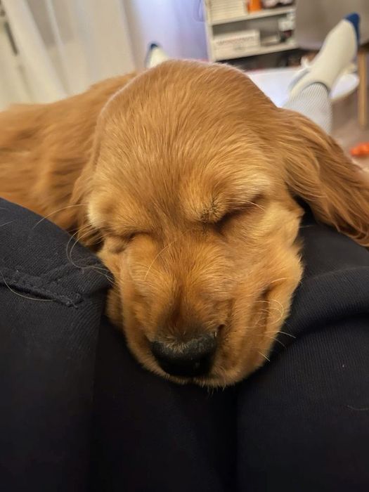 Англійські кокери — руді клубочки щастя