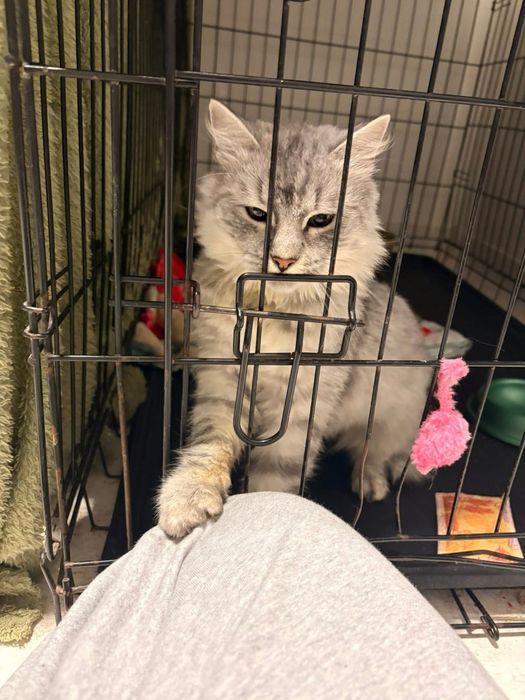 Pieszczoszka Chanel szuka domu